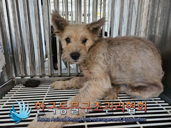 한국동물구조관리협회_441409202401511